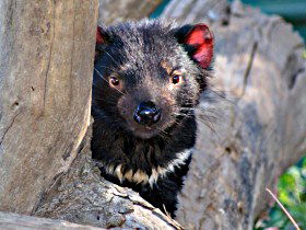 Trowunna Wildlife Sanctuary - Accommodation in Brisbane 0
