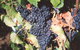 Darlington Vineyard - thumb 0