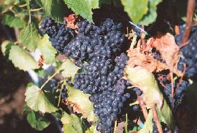 Darlington Vineyard - Accommodation in Brisbane 0
