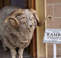 Tasmanian Wool Centre - Accommodation in Brisbane