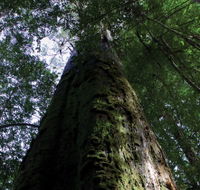 Styx Big Tree Reserve - Accommodation in Brisbane