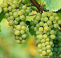 TP Vineyards - Accommodation in Brisbane