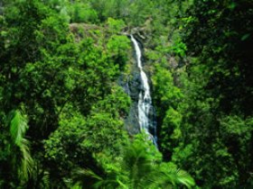 Kondalilla National Park - Accommodation in Brisbane 0