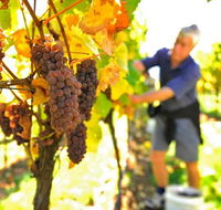 Native Point Wines - Accommodation in Brisbane