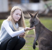 Bonorong Wildlife Sanctuary - Accommodation in Brisbane