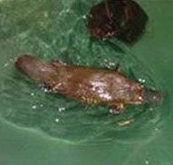 Platypus House - Accommodation in Brisbane