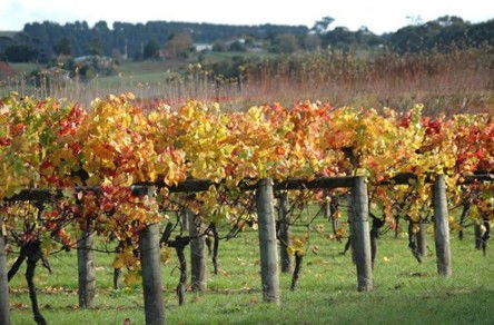 Apsley Gorge Vineyard - Accommodation in Brisbane 0