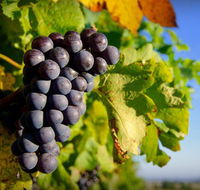 Panorama Vineyard - Accommodation in Brisbane