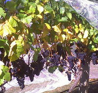Palmara Vineyard - Accommodation in Brisbane