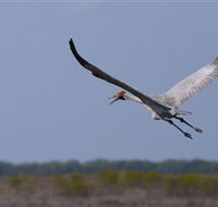 Gayngaru Wetlands Interpretive Walk - Accommodation in Brisbane