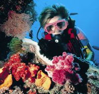 Cook Island Dive Site - Accommodation in Brisbane
