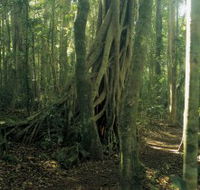 Lamington National Park Binna Burra Section - Accommodation in Brisbane
