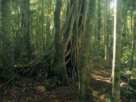 Lamington National Park, Binna Burra Section - Accommodation in Brisbane 0