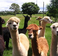 Banyandah Alpacas - Accommodation in Brisbane