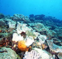 Mudjimba Old Woman Island Dive Site - Accommodation in Brisbane