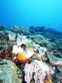 Mudjimba (Old Woman) Island Dive Site - Accommodation in Brisbane 0