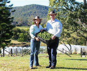 Hinterland Feijoas - Accommodation in Brisbane 0