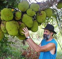 Cape Trib Exotic Fruit Farm - Accommodation in Brisbane