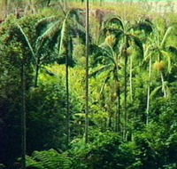 Fern Tree Pool and Giant's Chair Circuit - Accommodation in Brisbane