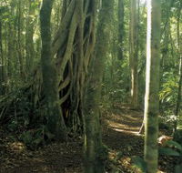 Mount Bithongabel - Accommodation in Brisbane