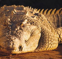 Koorana Crocodile Farm - Accommodation in Brisbane