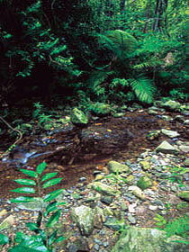 Wompoo Walk - Accommodation in Brisbane 0