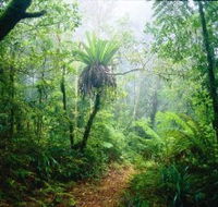Lamington National Park Green Mountains Section - Accommodation in Brisbane