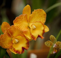 Queens Park - Orchid House - Accommodation in Brisbane