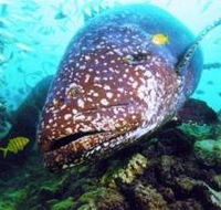 Lady Musgrave Island Dive Sites - Accommodation in Brisbane