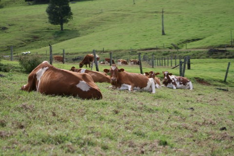 Maleny Dairies - Accommodation in Brisbane 4