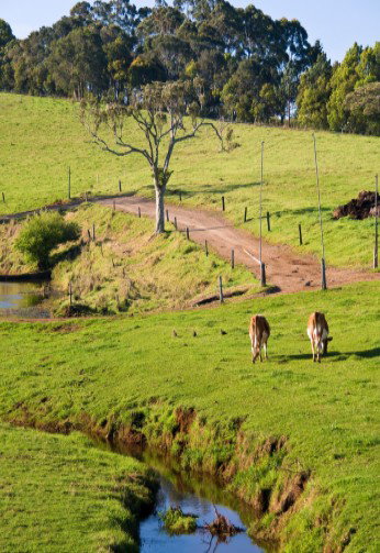 Maleny Dairies - Accommodation in Brisbane 6