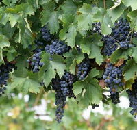 South Burnett Wine Trail - Accommodation in Brisbane