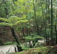 Fraser Island Great Walk - Accommodation in Brisbane