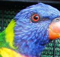Fraser Coast Wildlife Sanctuary - Accommodation in Brisbane