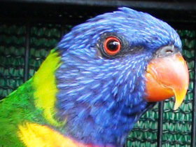 Fraser Coast Wildlife Sanctuary - Accommodation in Brisbane 0