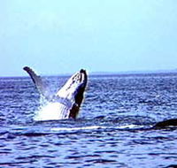 Whale Watching - Accommodation in Brisbane