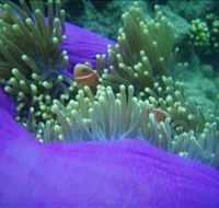 The Lady Bowen Dive Site - Accommodation in Brisbane