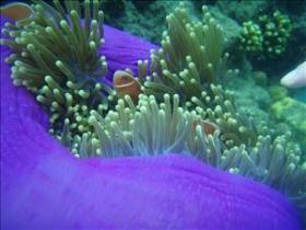 The Lady Bowen Dive Site - Accommodation in Brisbane 0