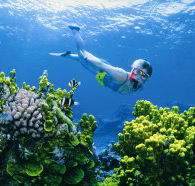 Wheeler Reef Dive Site - Accommodation in Brisbane