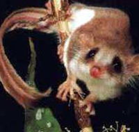 Carrowong Fauna Sanctuary - Accommodation in Brisbane