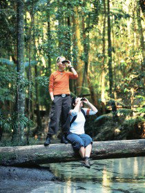 Birdwatching On The Fraser Coast - Accommodation in Brisbane 0