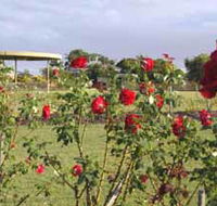 Elizabeth Park Rose Gardens - Accommodation in Brisbane