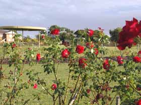 Elizabeth Park Rose Gardens - Accommodation in Brisbane 0