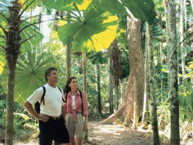 Licuala State Forest - Accommodation in Brisbane 0