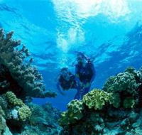 Coral Gardens Dive Site - Accommodation in Brisbane