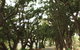 Mango Avenue - thumb 0