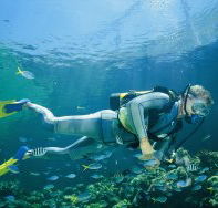 Manta Ray Bommie Dive Site - Accommodation in Brisbane