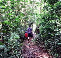 Malanda Falls Rainforest Walk Malanda Falls Conservation Park - Accommodation in Brisbane