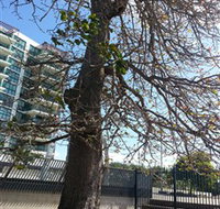 The Leichhardt Tree - Accommodation in Brisbane