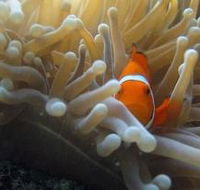 Flat Rock Dive Site - Accommodation in Brisbane